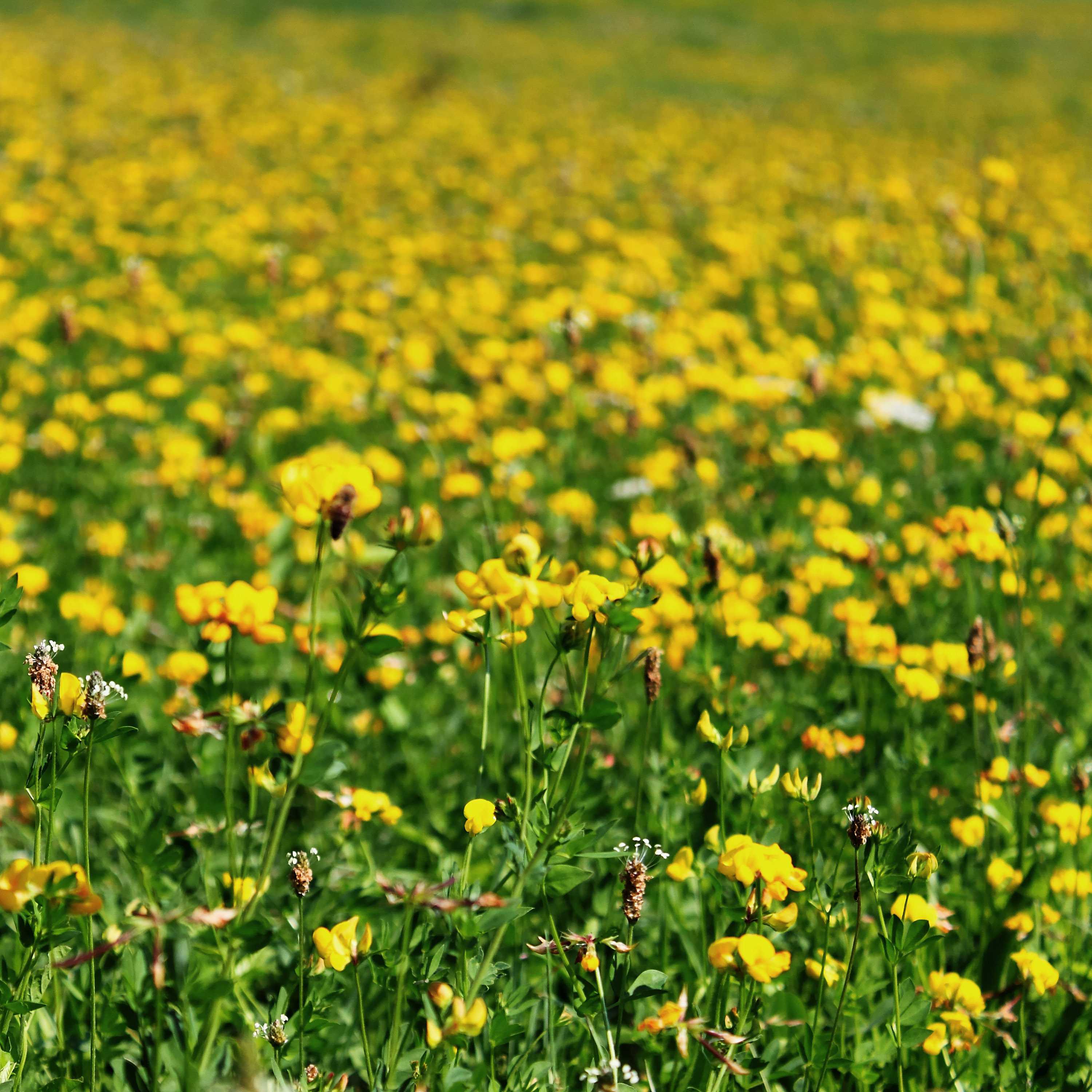 Birdsfoot Trefoil Pollinator