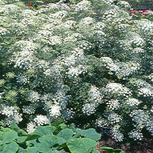 Queen Anne's Lace Flower Seed