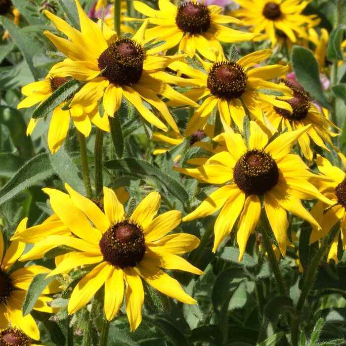 Black-Eyed Susan Rudbeckia Hirta