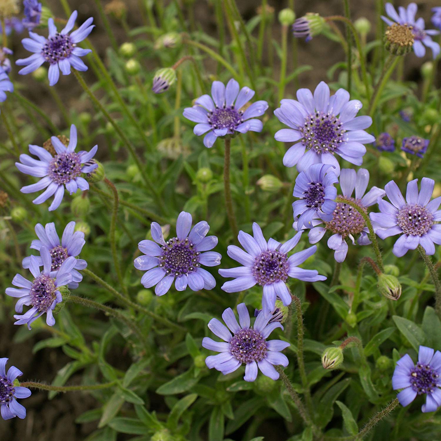 Blue Daisy Plants