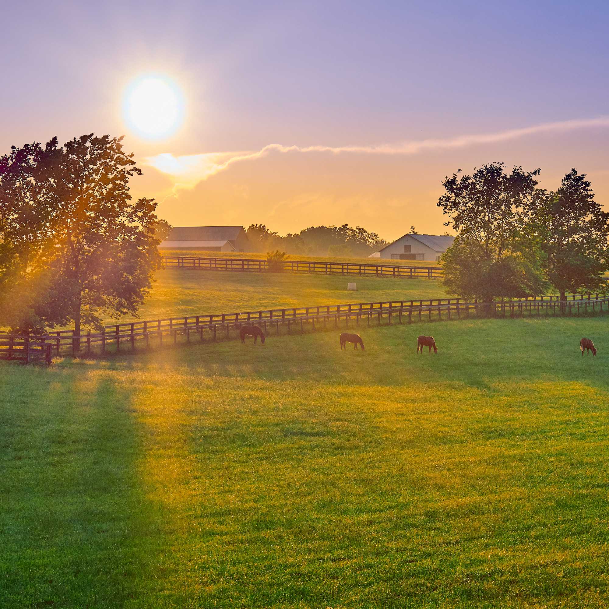 Balin Kentucky Bluegrass