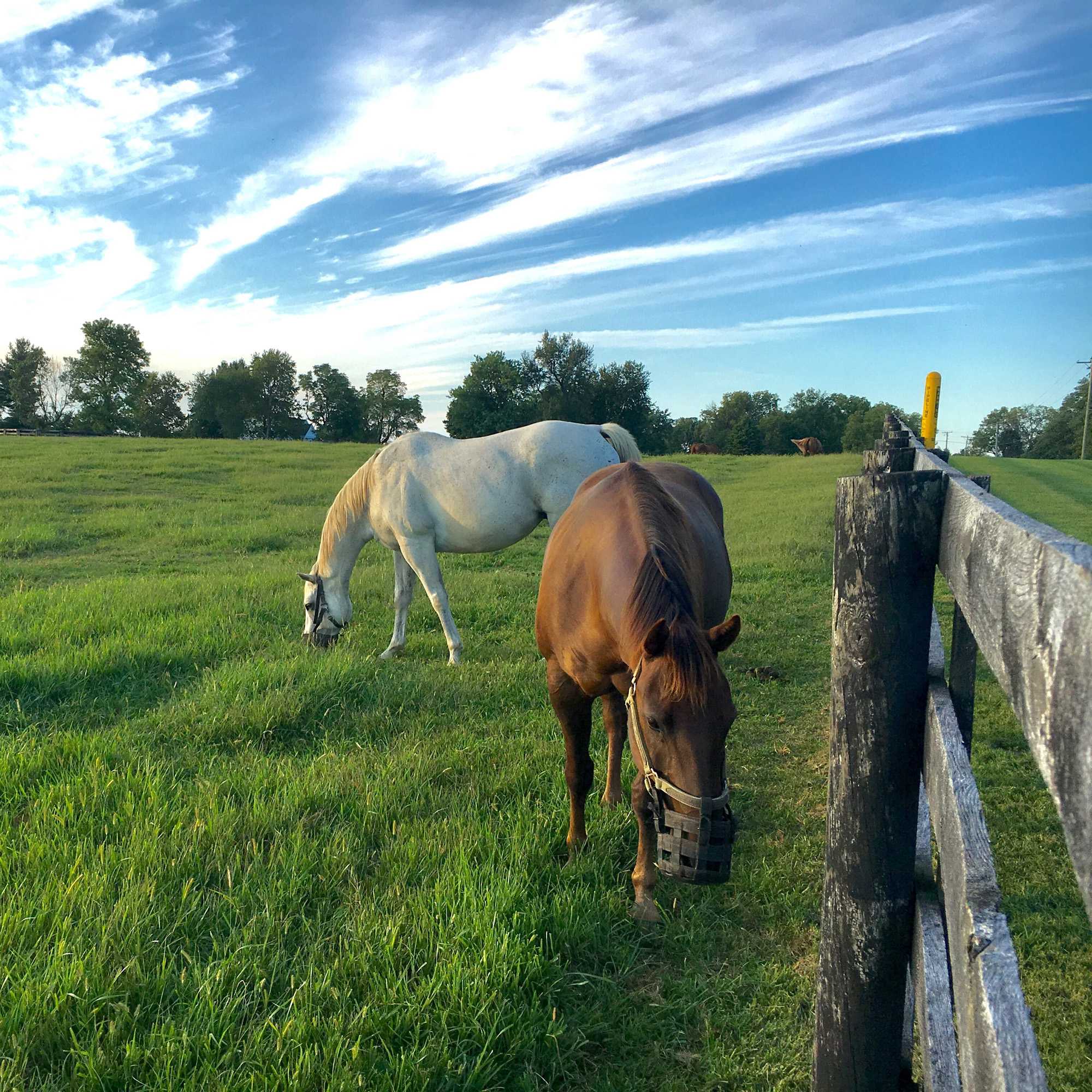 Kentucky Bluegrass Forage Grass