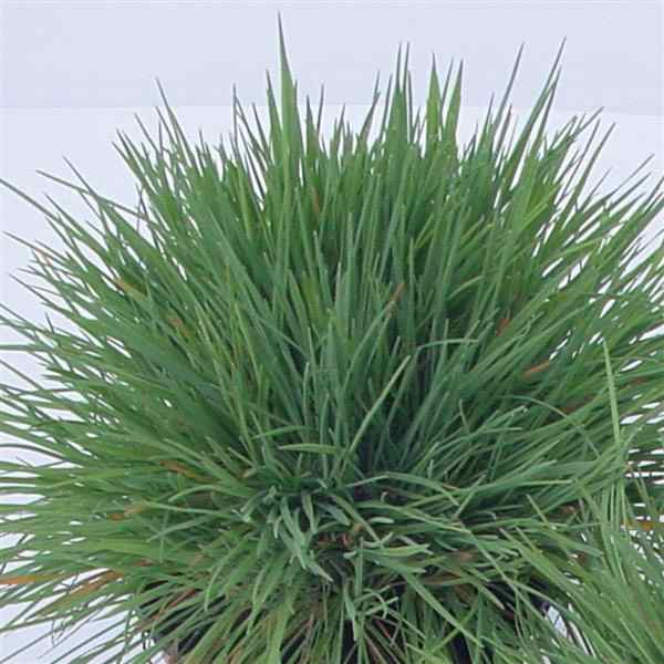Blue Hair Grass