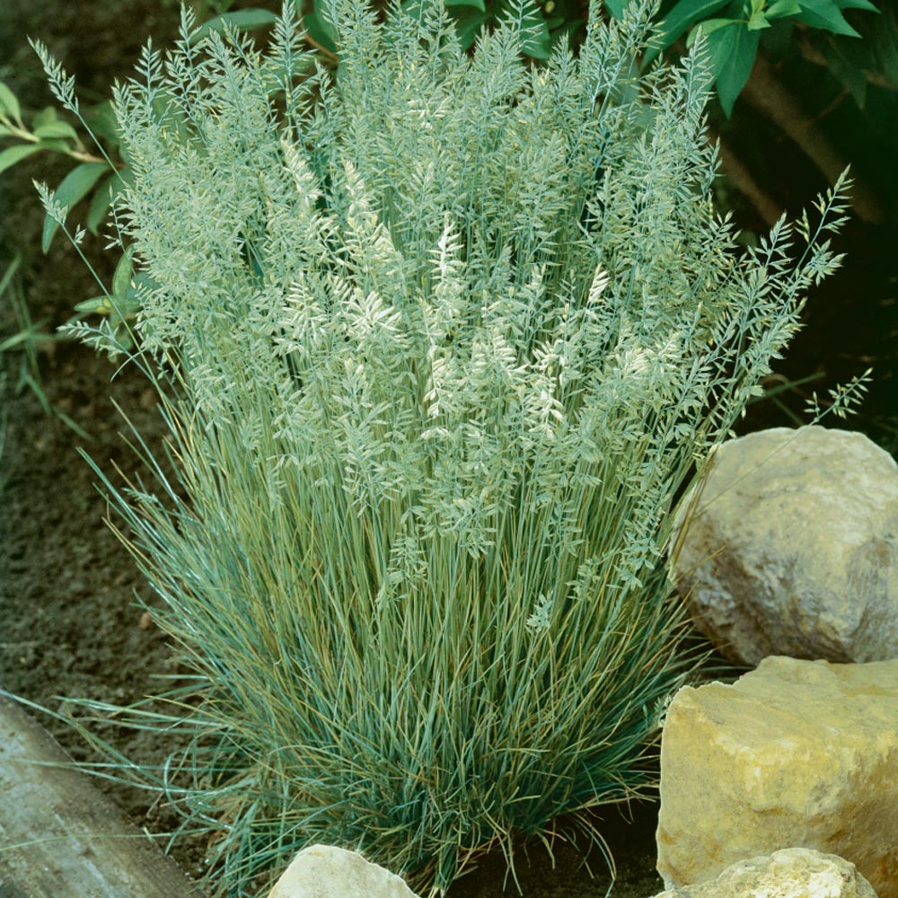 Koeleria Glauca Blue Hair Ornamental Grass
