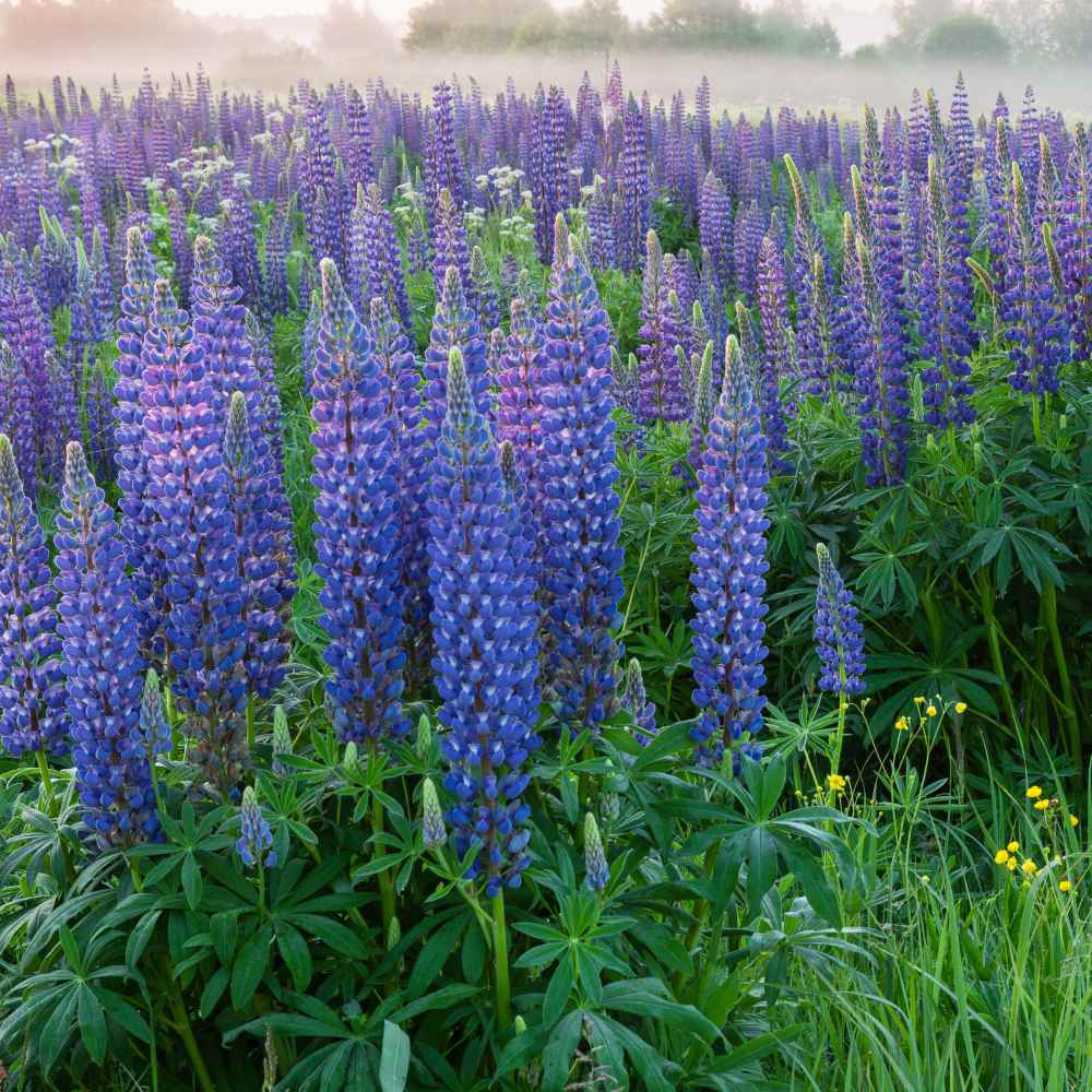 Perennial Lupine