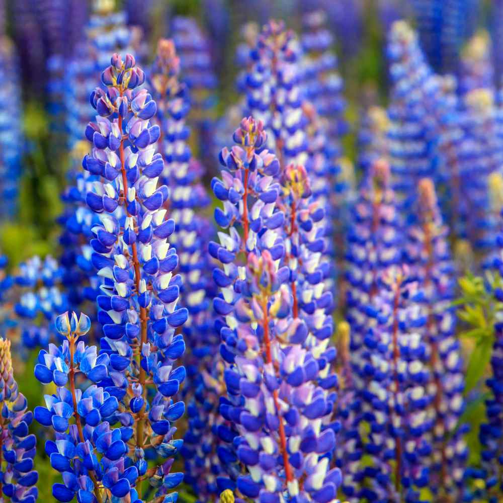 Perennial Lupine Field