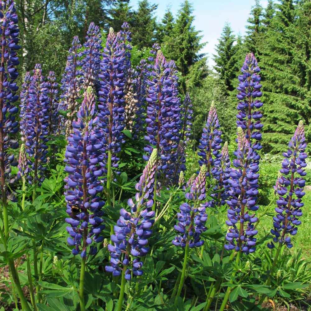 Perennial Blue Lupine Flowers