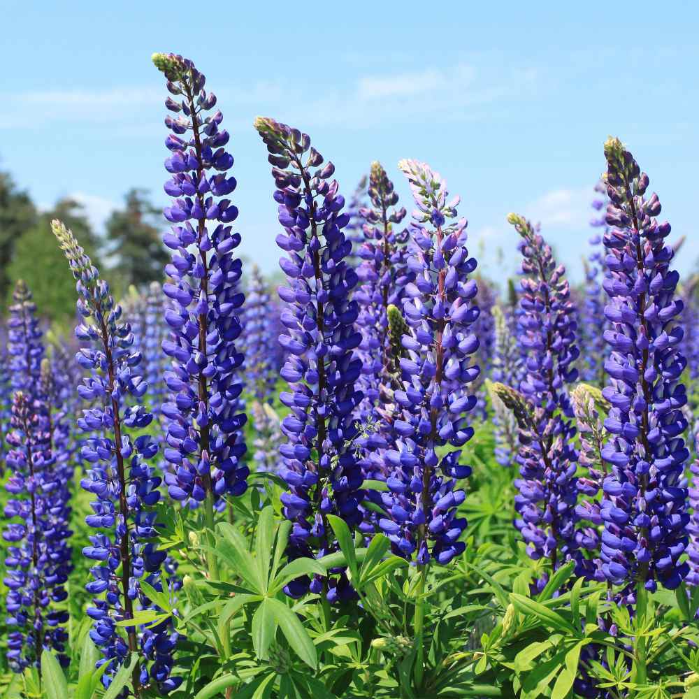 Lupinus Perennis Blue Lupine