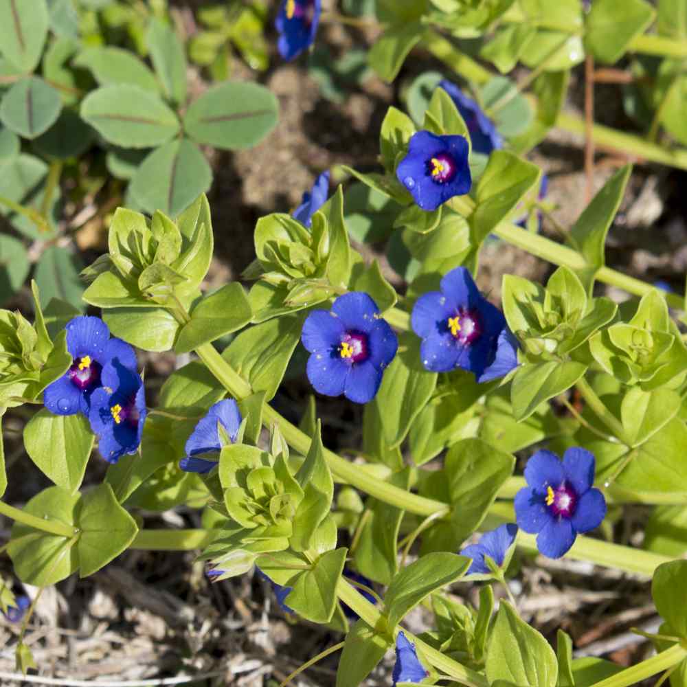 Anagallis Arvensis Caerulea