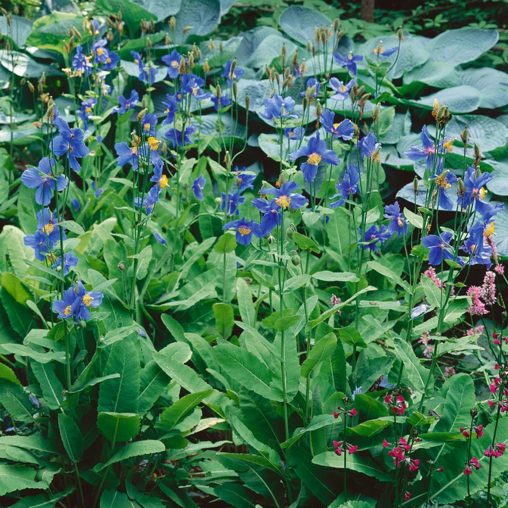 Himalayan Blue Poppy Flowers
