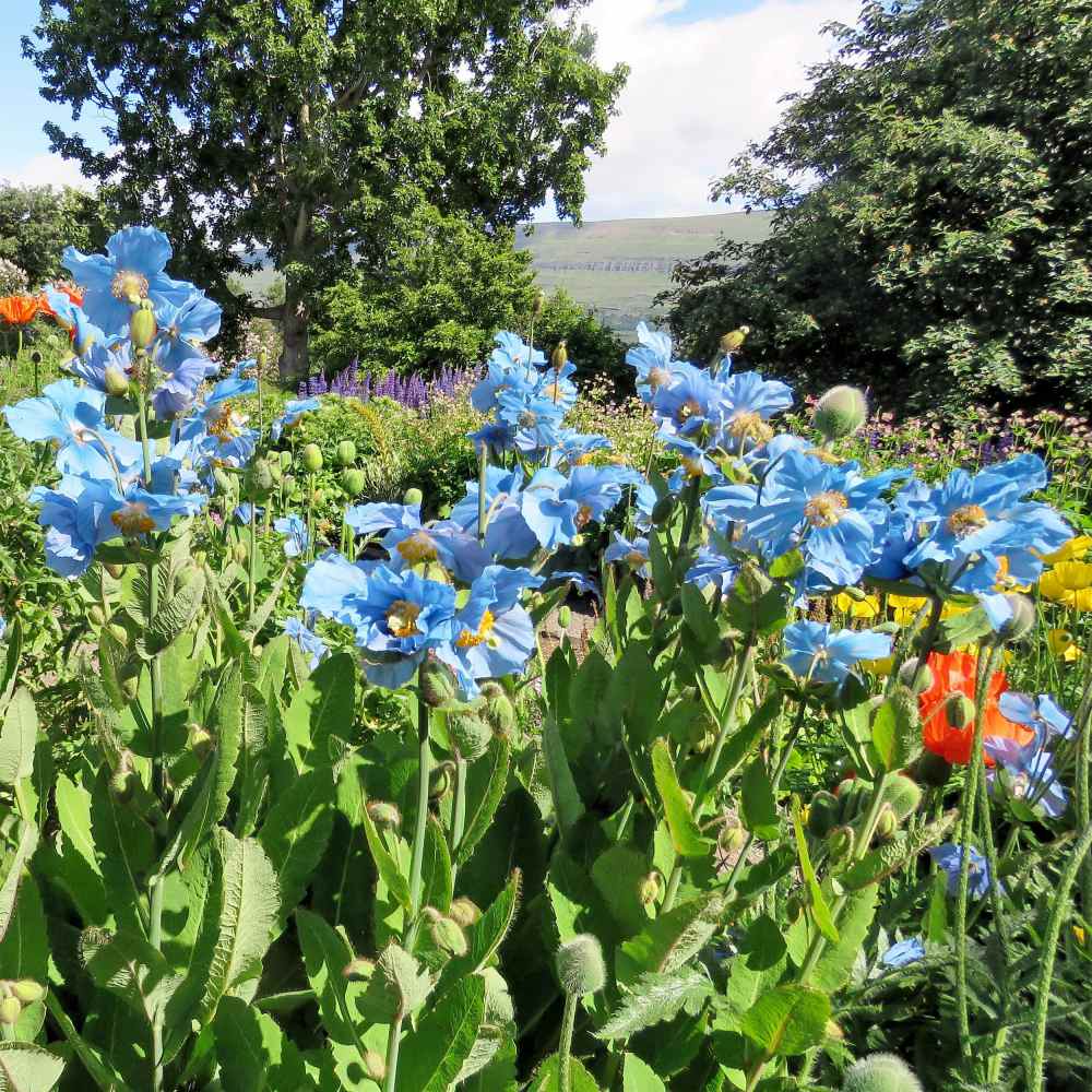 Himalayan Blue Poppy Garden Flowers