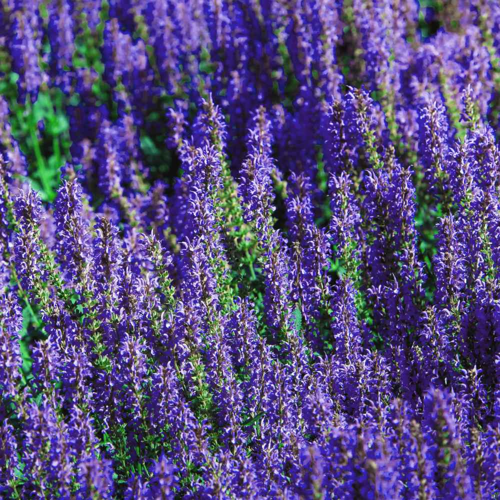 Blue Sage Flower Seed