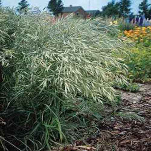 Brome Grass