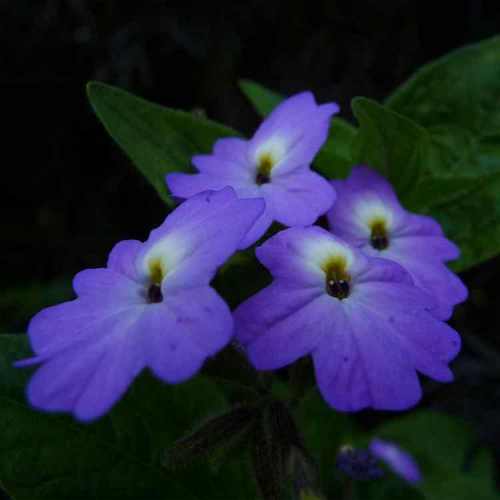 Browallia Plant
