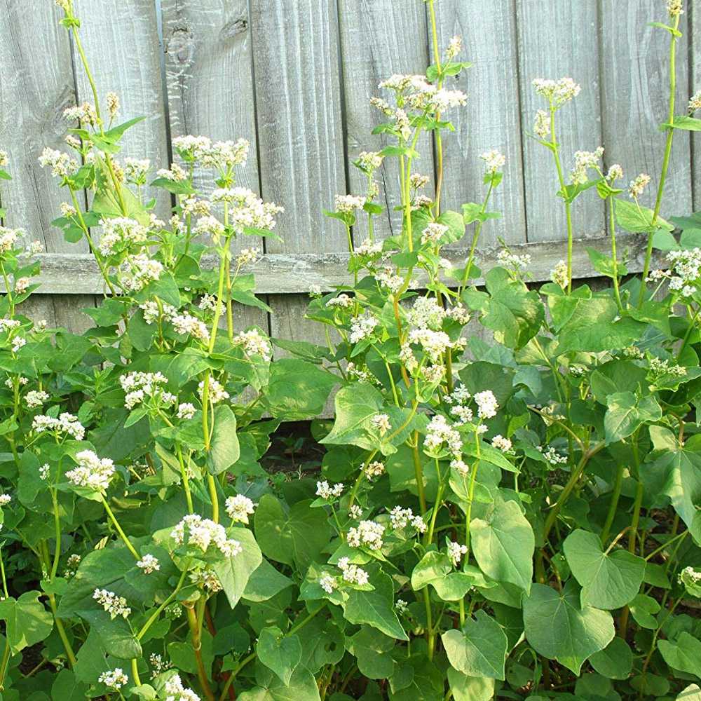Buckwheat Field