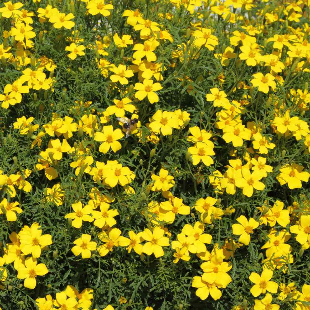 Bur Marigold Flower