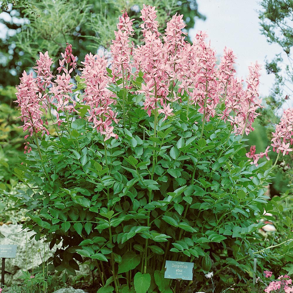 Dictamnus Fraxinella Burning Bush