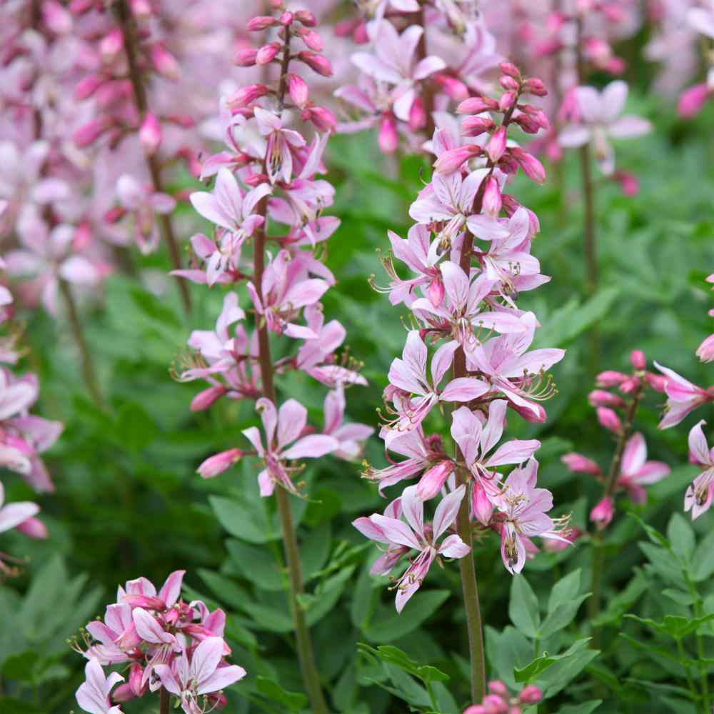 Burning Bush Garden Flowers