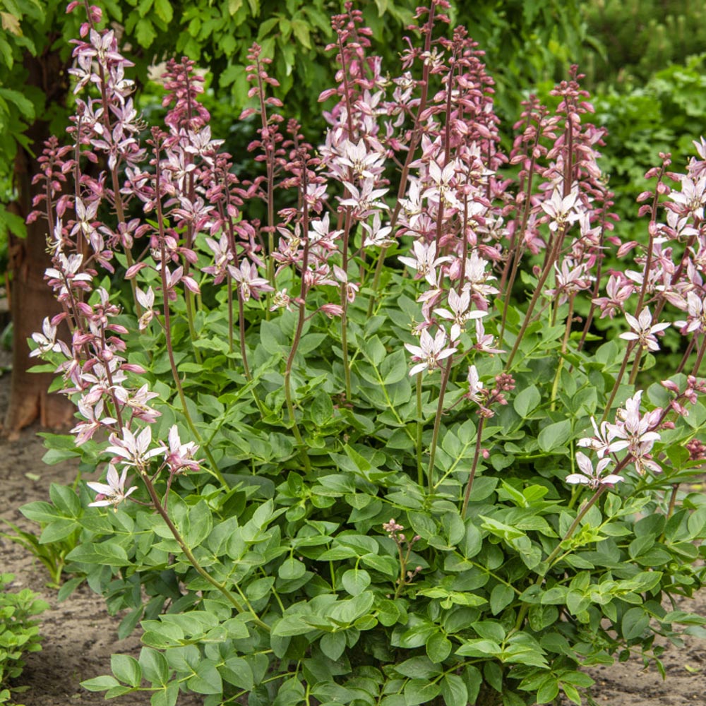 Dictamnus Fraxinella Bush