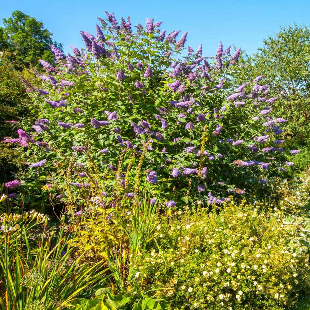 Butterfly Bush Violet Plant