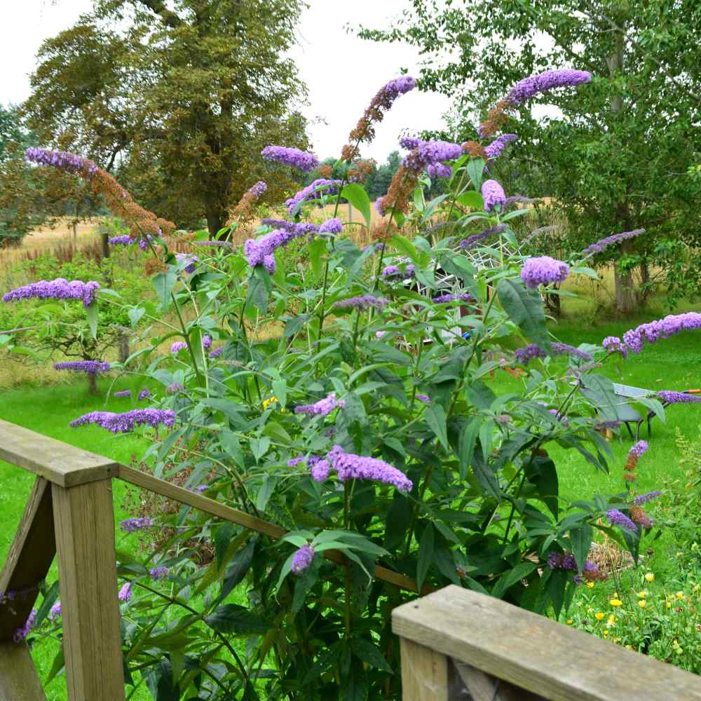 Butterfly Bush Violet