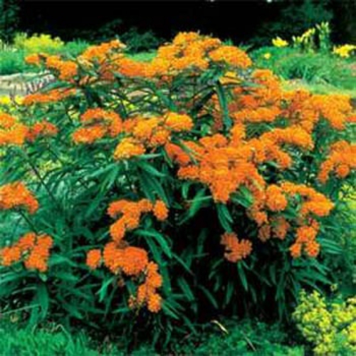 Asclepias Tuberosa