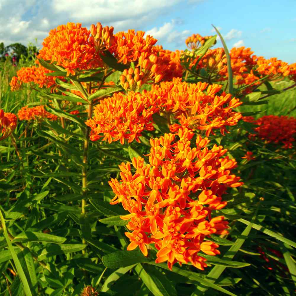 Milkweed Weed