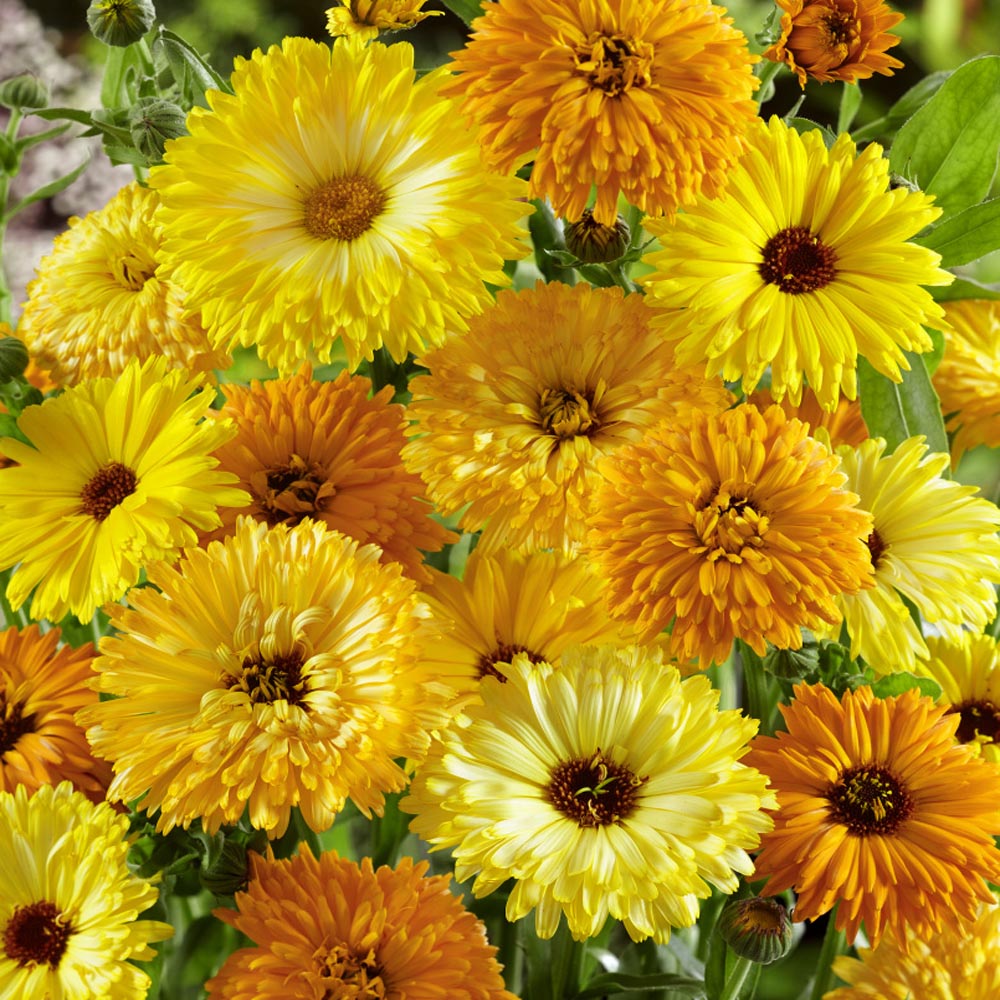 Calendula Cut Flower Mix