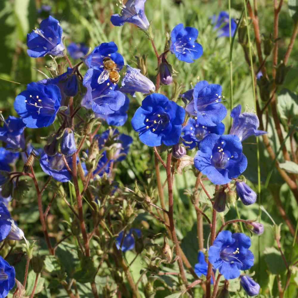 California Bluebell Flowers