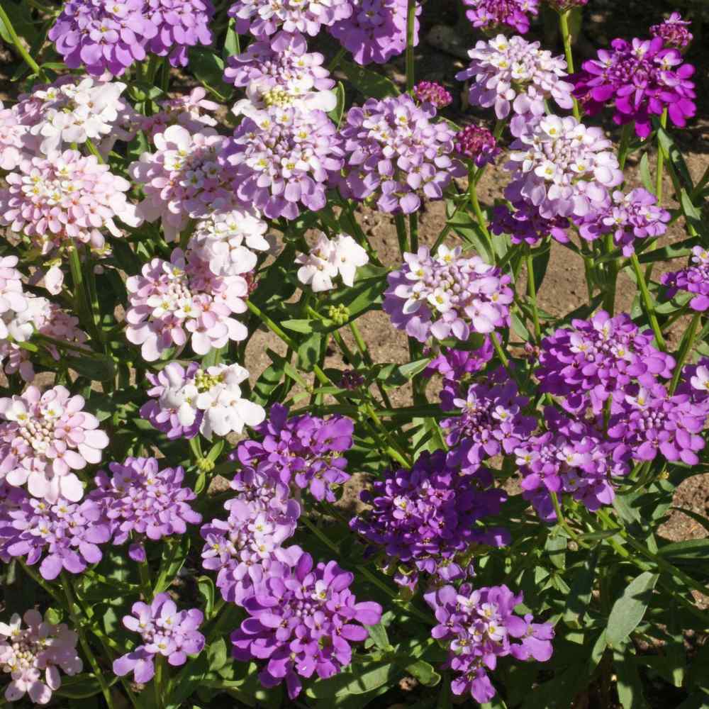 Candytuft Wild Flower Seed