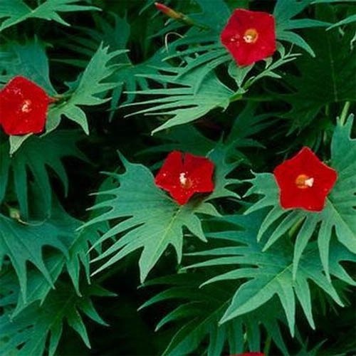 Red Cardinal Climbing Vine