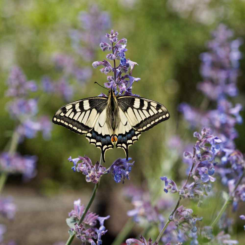Nepeta Flowers