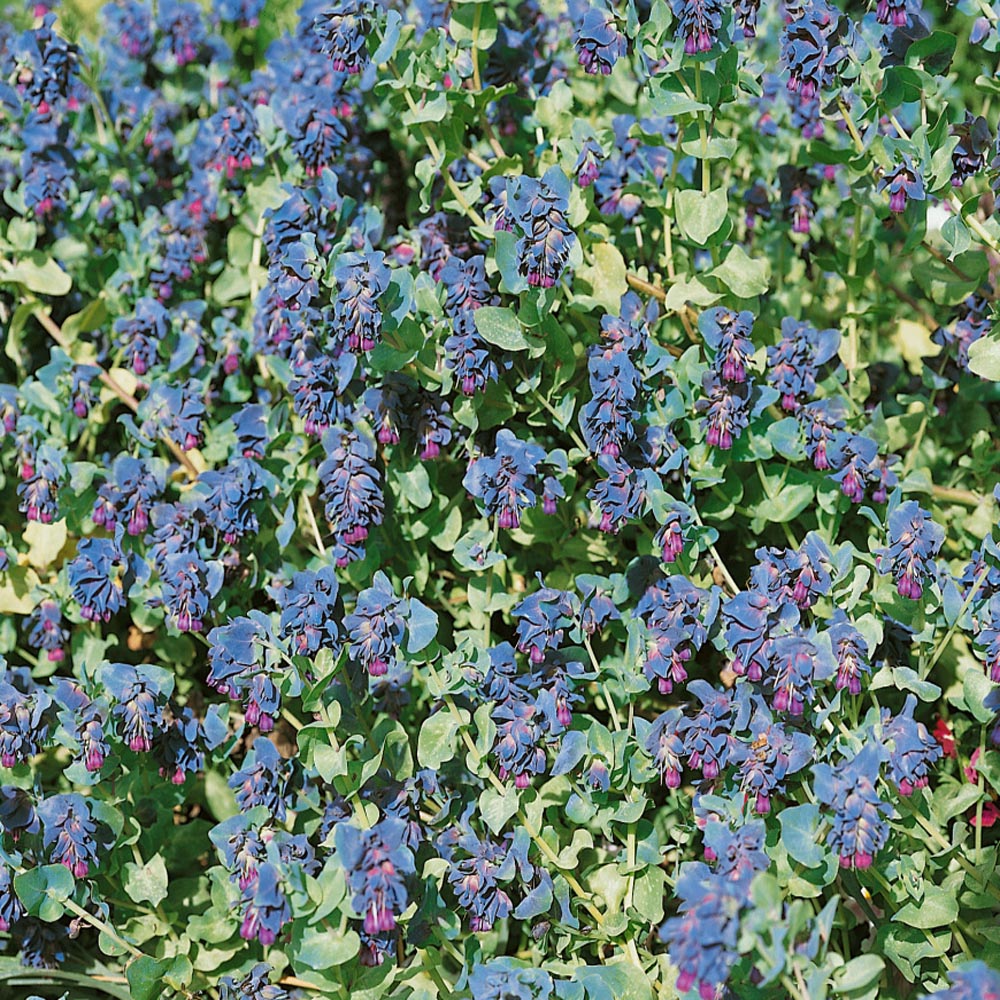 Honeywort Garden Flowers