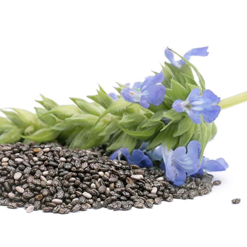 Chia Herb Plants