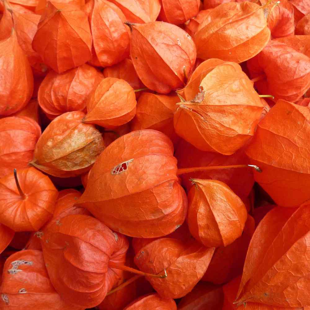 Strawberry Ground Cherry