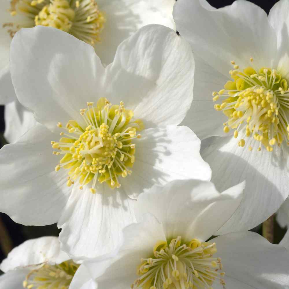 Christmas Rose Flowers