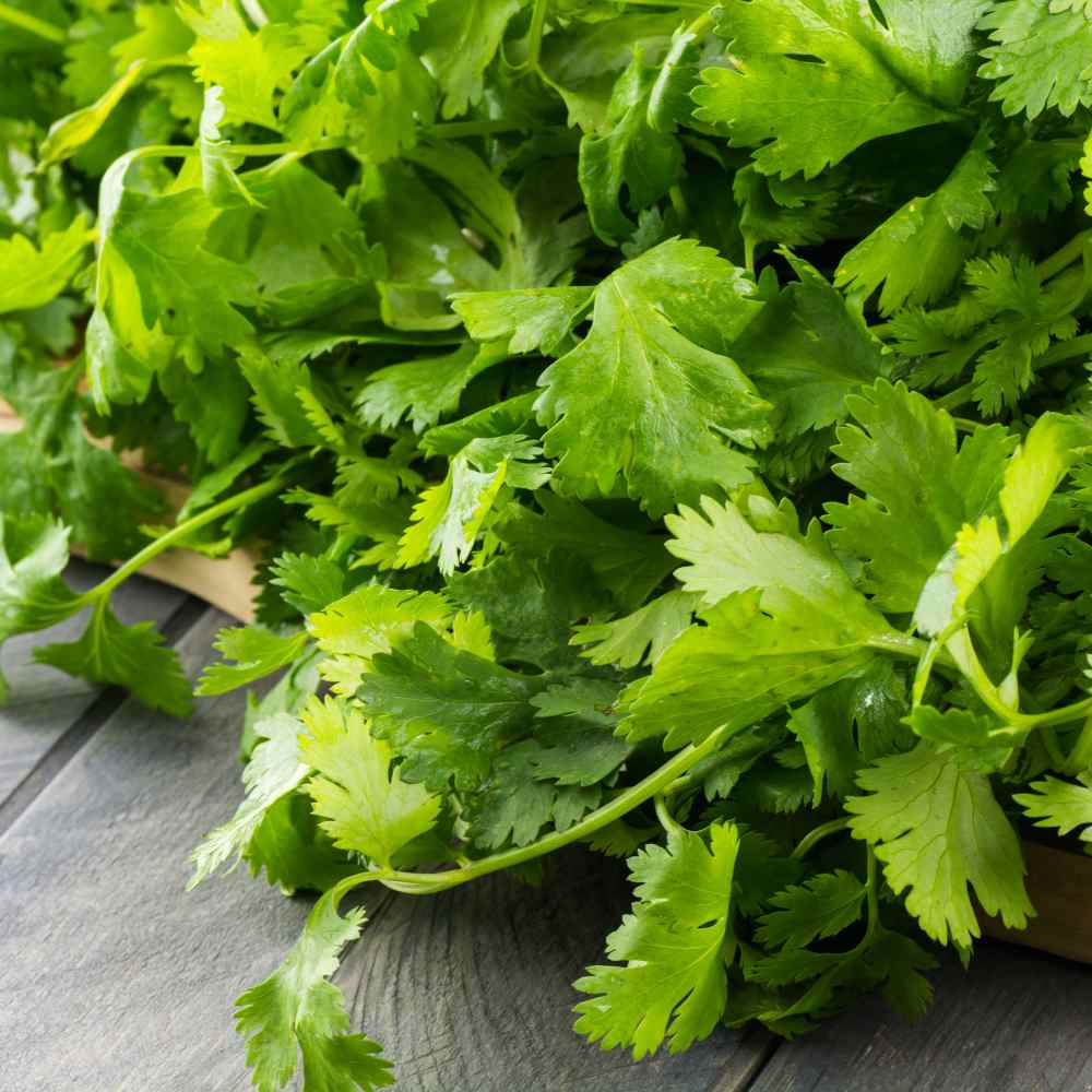 Cilantro Seed