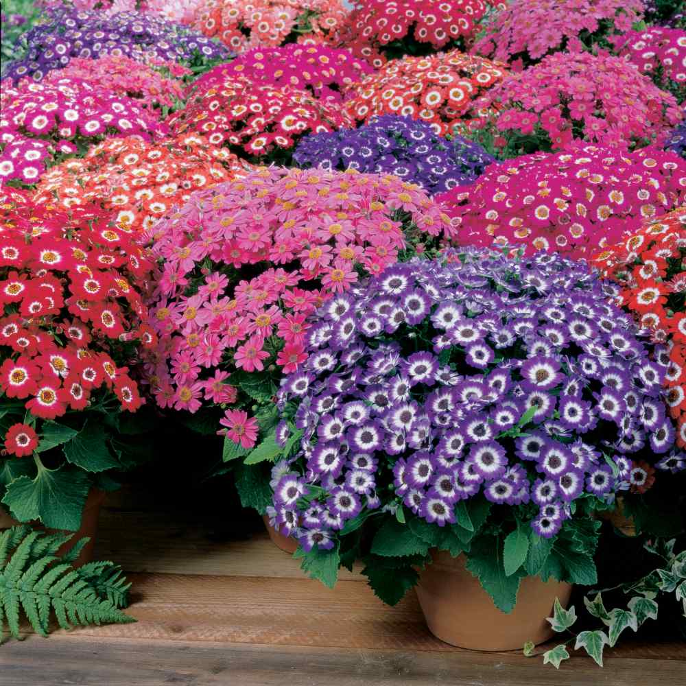 Cineraria Jester Flower Seed