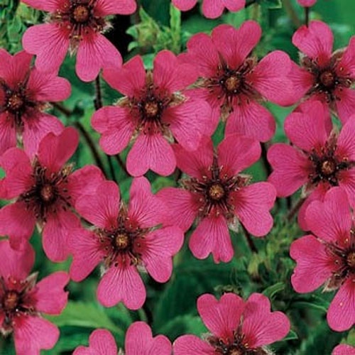 Potentilla Nepalensis Flowers