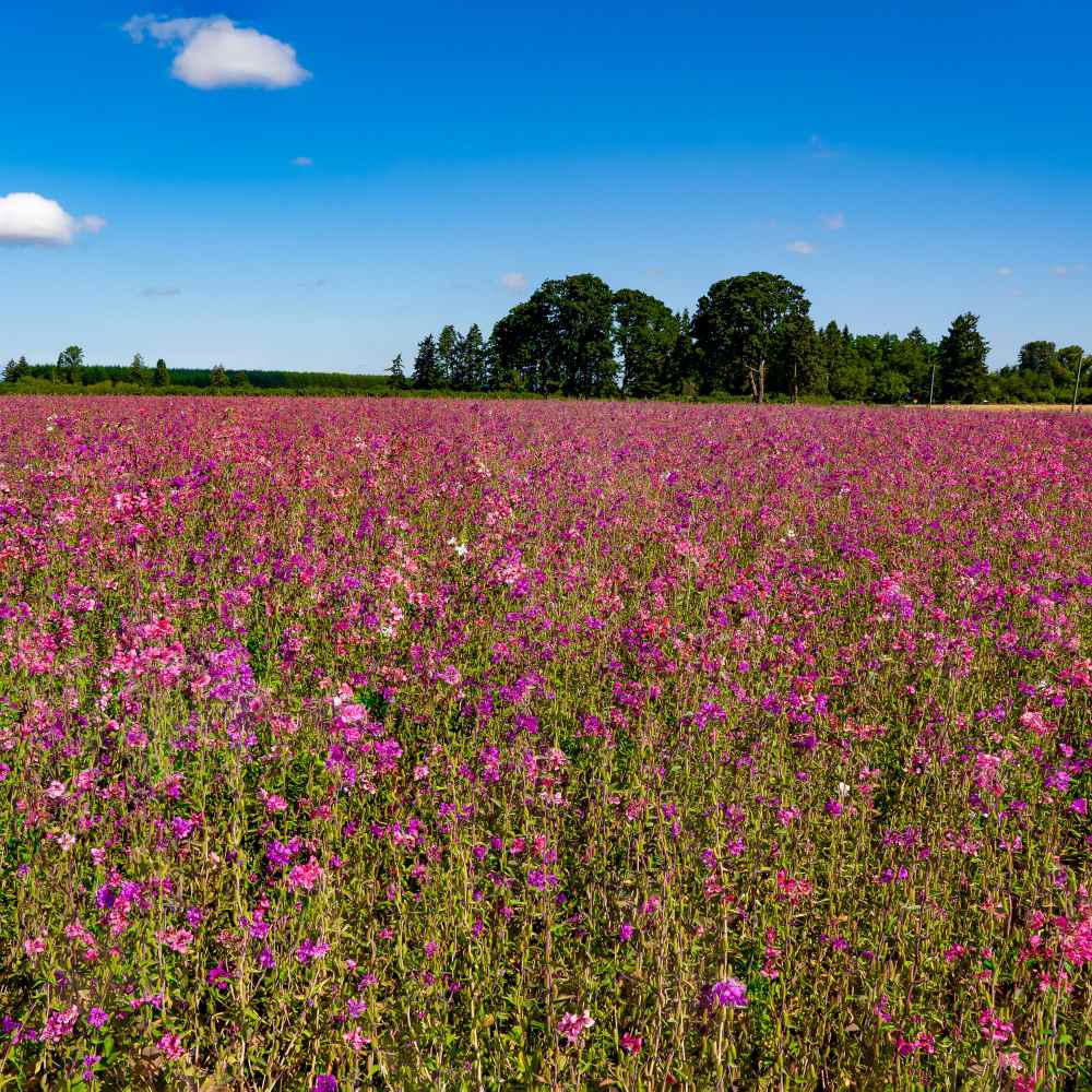 Mountain Garland Wild Flowers