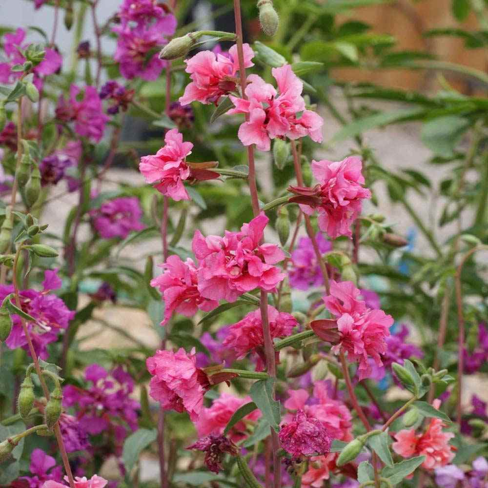 Clarkia Wild Flowers In Field