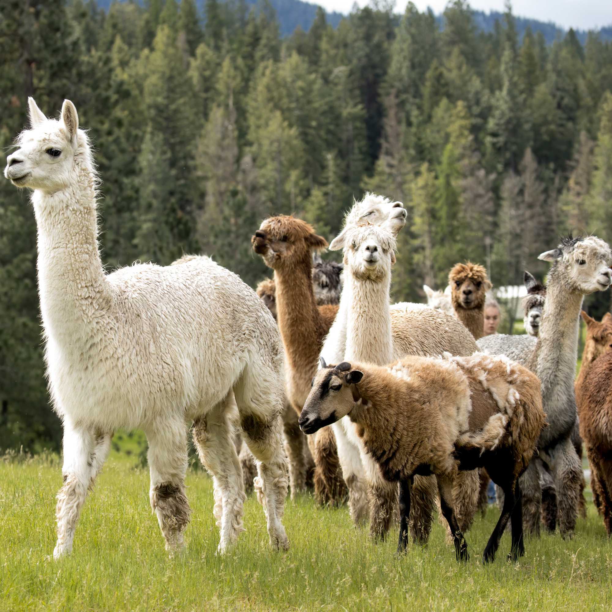 Alpaca Pasture Seed Mix