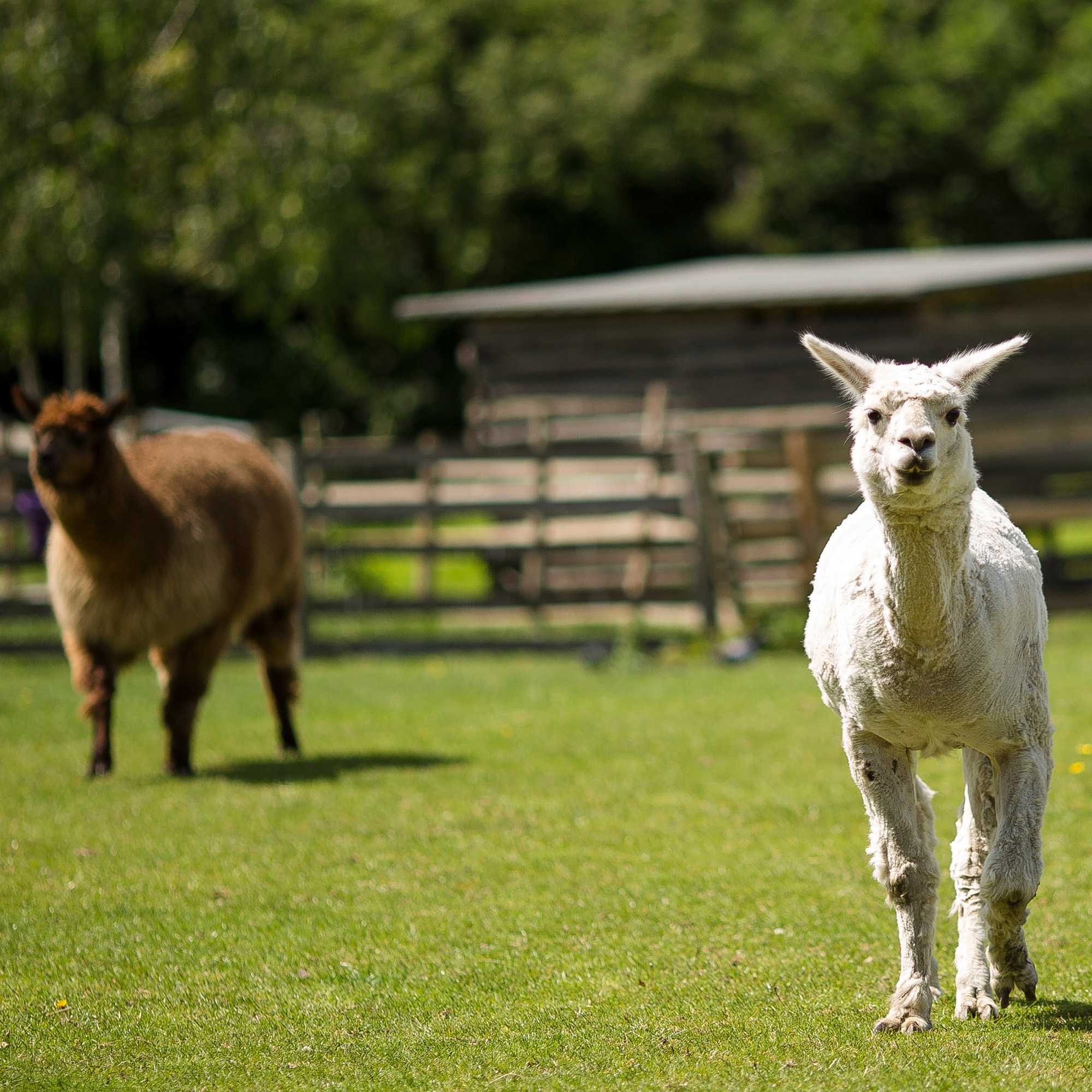 Alpaca Forage Grass