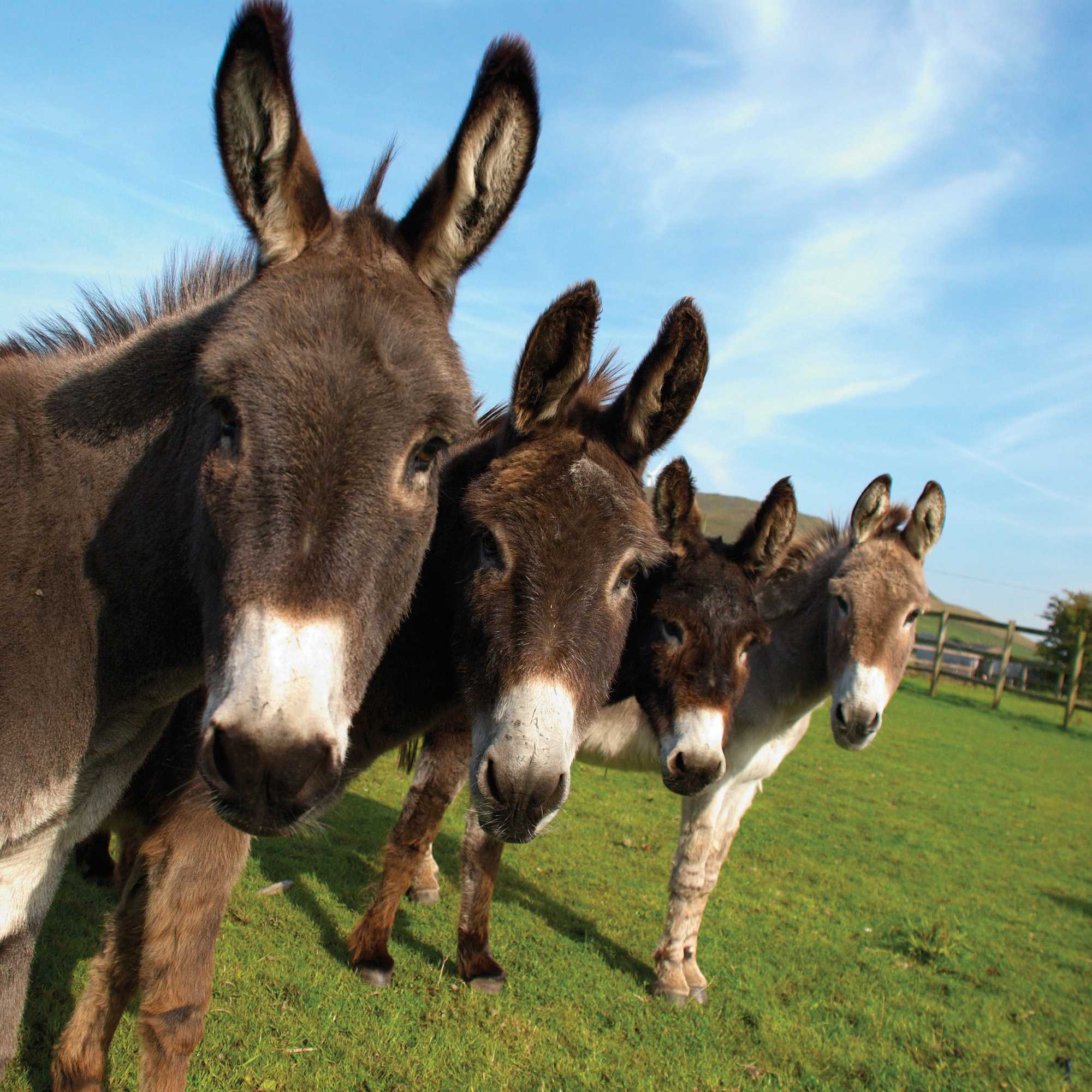 Donkey Pasture Grass