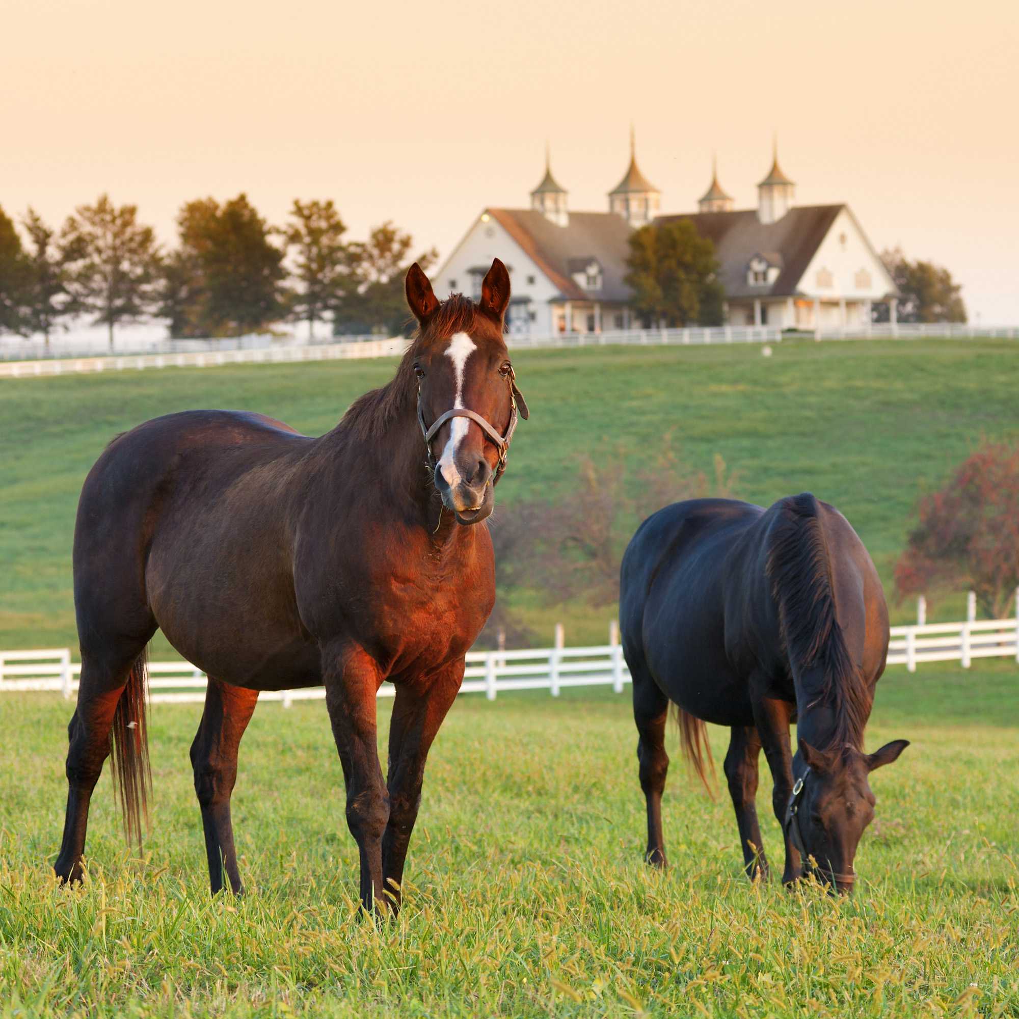 Cold Climate Horse Pasture Grass