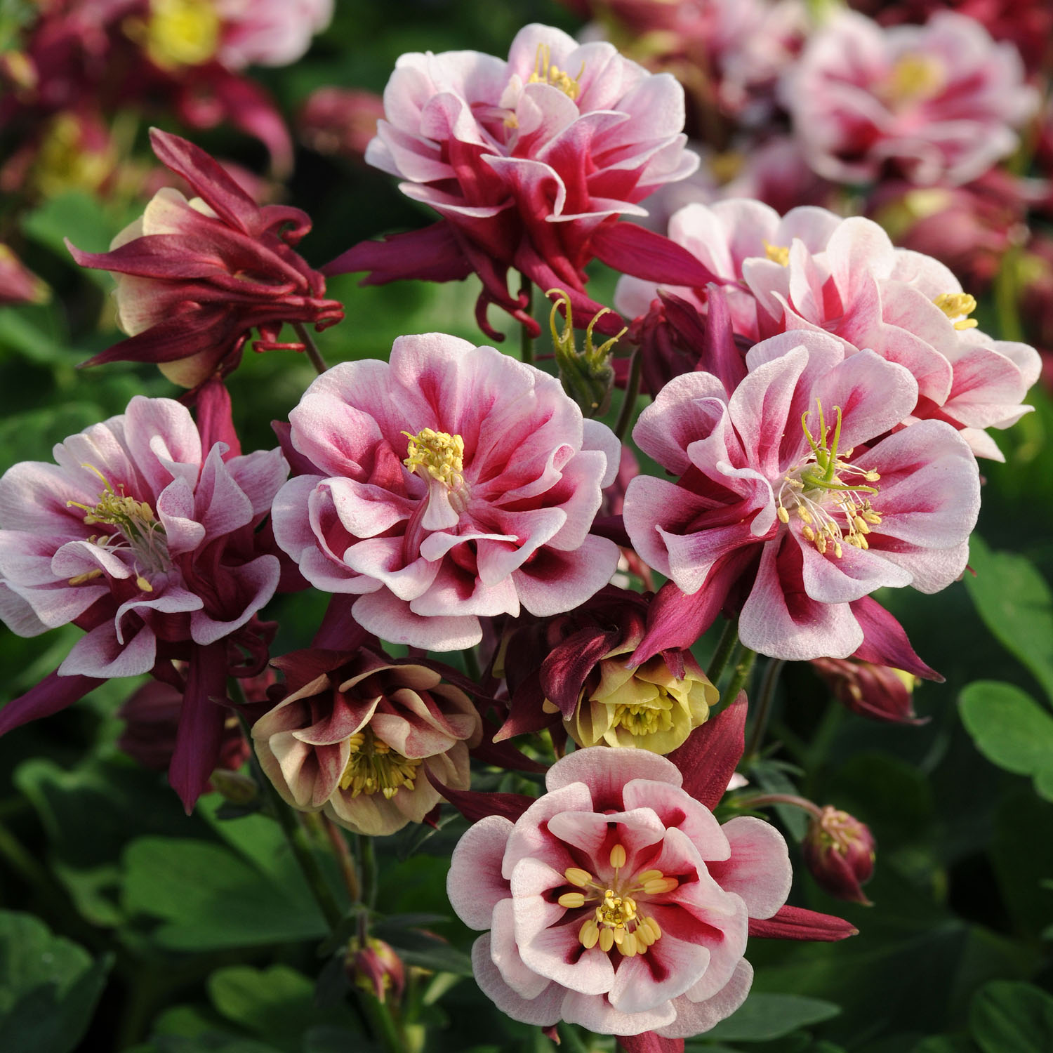 Aquilegia Columbine Winky Double Red White