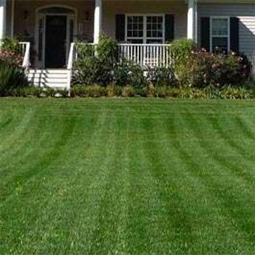Combat Northern Grass Seed Mix