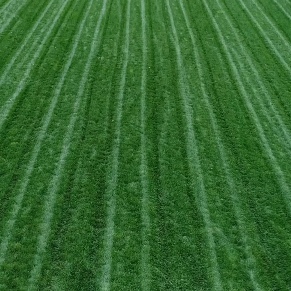 Combat Turf Type Fescue Grass