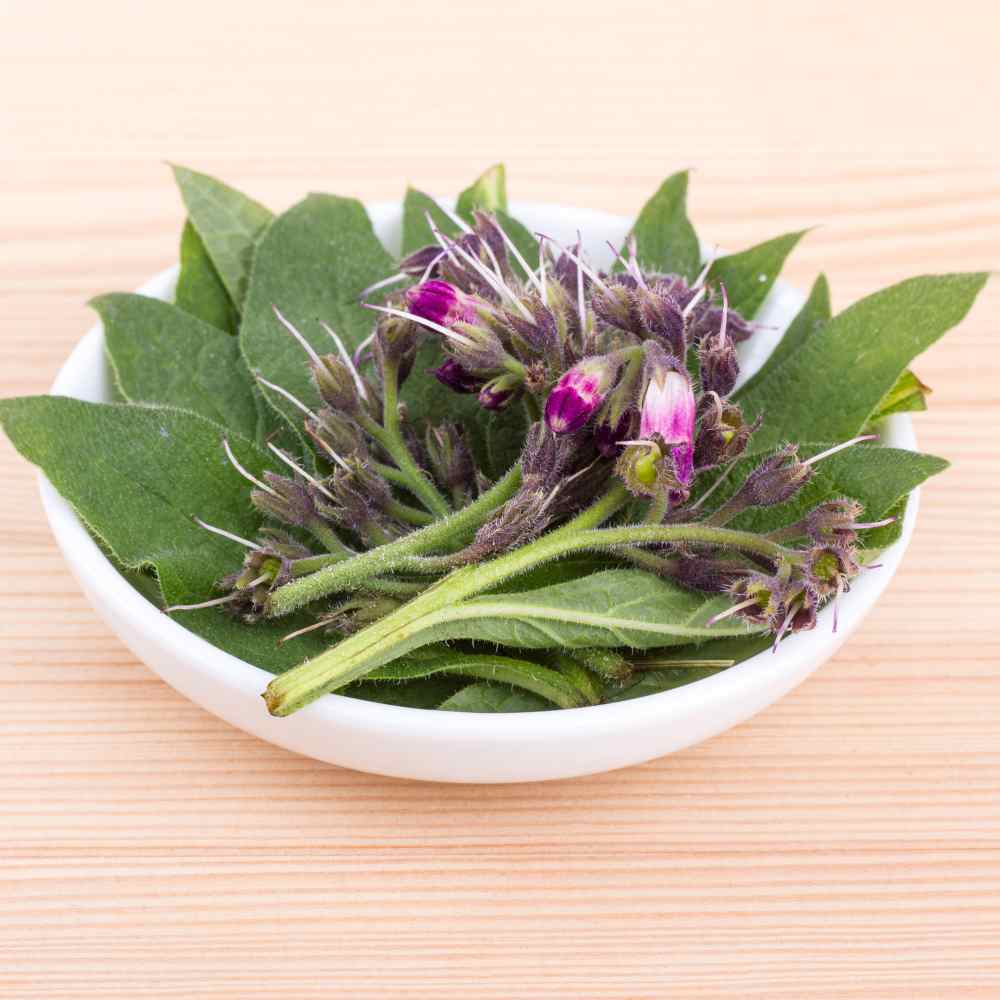 Comfrey Leaves & Flowers In Bowl