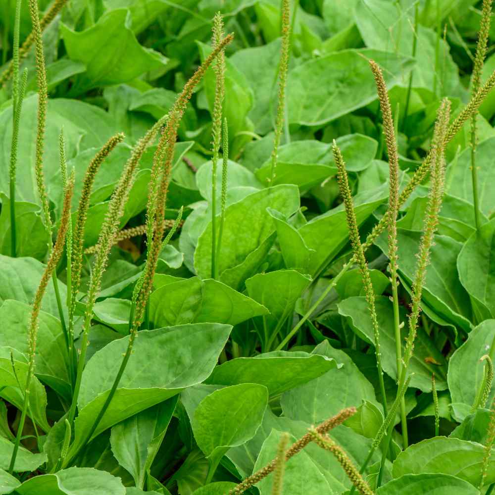 Common Plantain Plant
